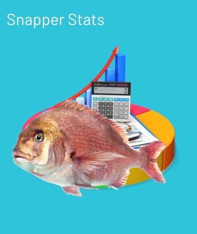 Snapper Fishing Reports