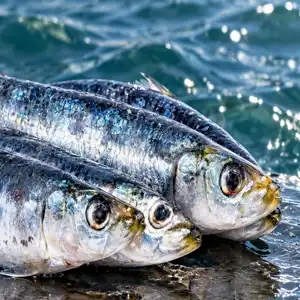 Tested Snapper Bait