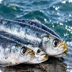Best Times To Go Snapper Fishing? Try dawn and dusk.