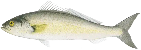 Australian Salmon Fishing Reports Australian Salmon Fishing Reports