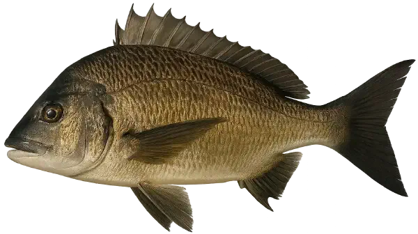 Black Bream Fishing Reports Black Bream Fishing Reports
