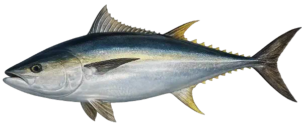 Bluefin Tuna Fishing Reports