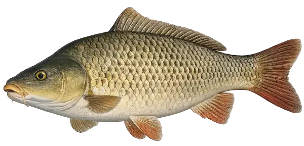 Carp Fishing Reports Carp Fishing Reports