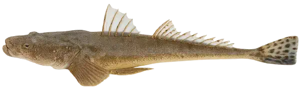 Flathead Fishing Reports