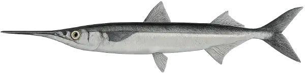 Garfish Fishing Reports
