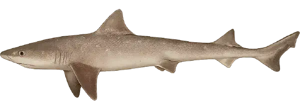 Gummy Shark Fishing Reports