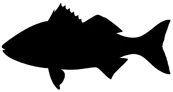 Mulloway Fishing Reports
