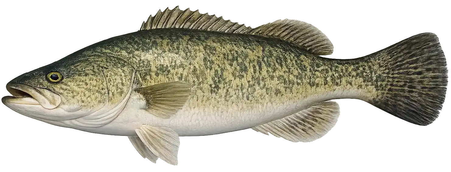 StumpJumper Lures and Murray Cod