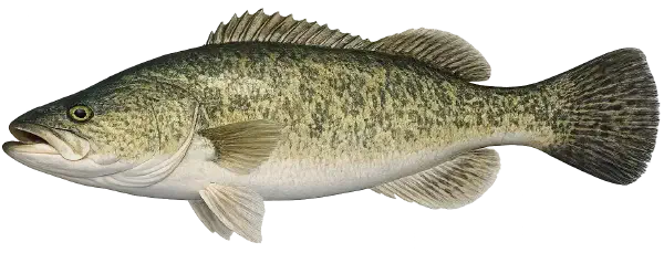 Murray Cod Fishing Reports