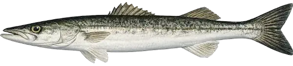 Pike Fishing Reports