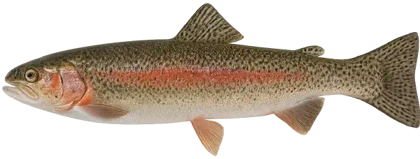 Rainbow Trout Fishing Reports