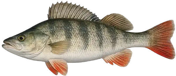 Redfin Fishing Reports Redfin Fishing Reports