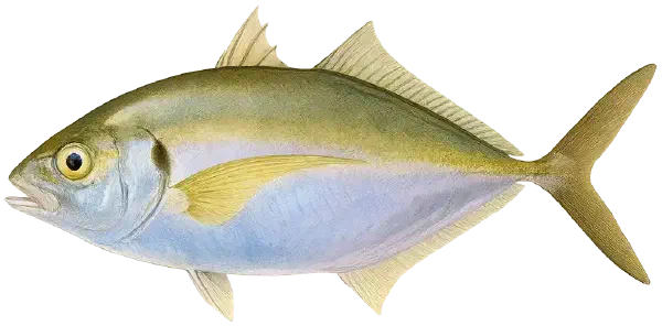 Silver Trevally Fishing Reports