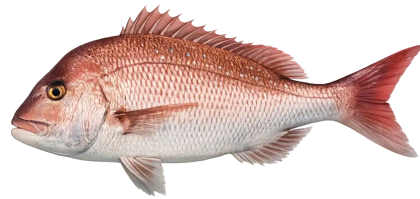 Snapper Fishing Guide 101