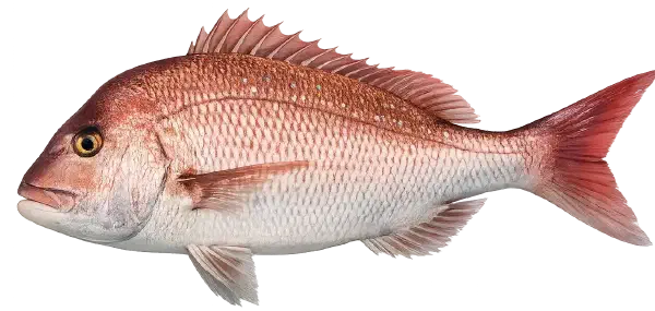 Snapper Fishing Reports Snapper Fishing Reports