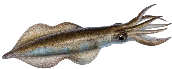 Squid Fishing Reports Squid Fishing Reports
