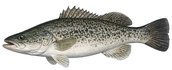 Trout Cod Fishing Reports Trout Cod Fishing Reports