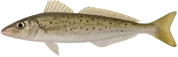 Whiting Fishing Reports