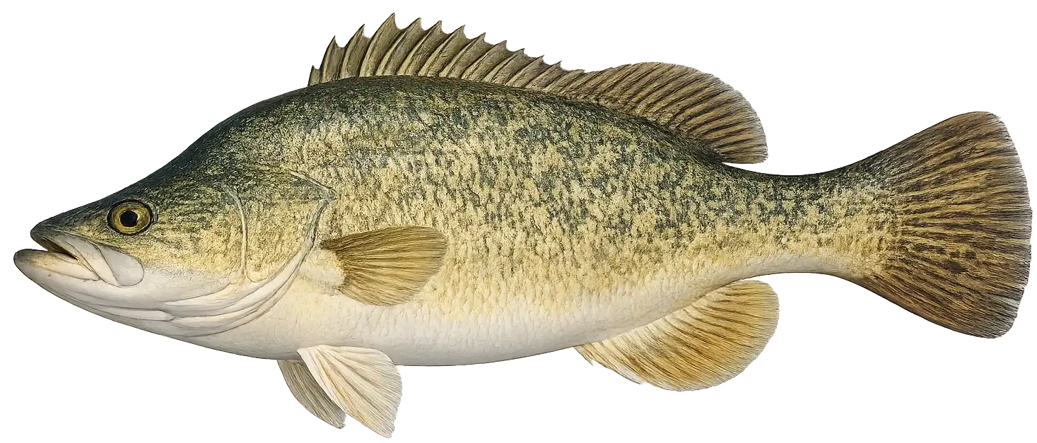 StumpJumper Lures and Yellowbelly or Callop or Golden Perch
