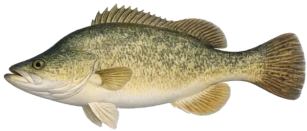 Yellowbelly Fishing Reports