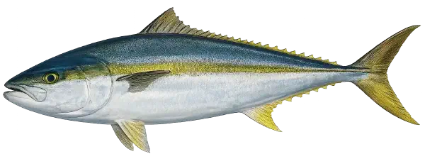 Yellowtail Kingfish Fishing Reports Yellowtail Kingfish Fishing Reports