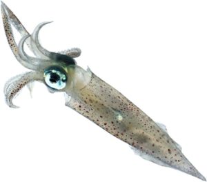 Calamari or Squid 