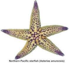 Northern Pacific Starfish