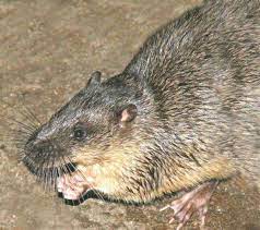 Rakali or Native Water Rat A Fully Protected Species 